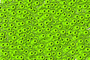 frog-eggs