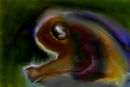salamandra