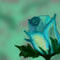 blue-rose by blackrose666