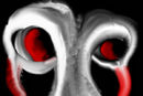 iii