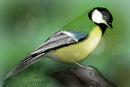 bird-x