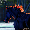 winter-stallion