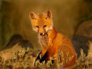 fox fox