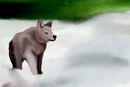 wolf-in-snow