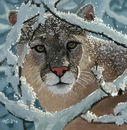 mountain-lion