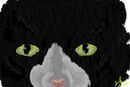 my-cat-jazmin