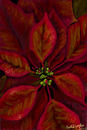 poinsettias poinsettias