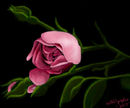 pink-rose