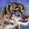 snow-leopard by ernieplucknett