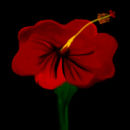 shoe-flower