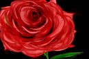 rose3