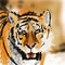 some-tiger by hellco