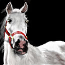white-horse