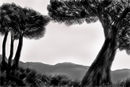 trees