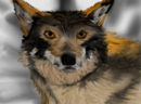 red-wolf
