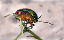 bug bug
