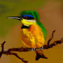 king-fisher
