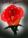 valentines-day-rose