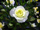 natures-glory