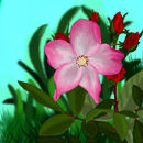 pink-and-red