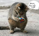 cat-playin-with-a-rubi