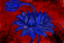 blue-lotus