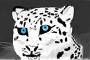 snow-leopard