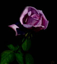 my-rose