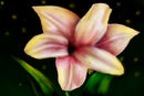 firefly-lilly