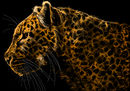 leo-the-leopard