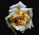 rose-13485 rose-13485