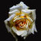 rose-13485 by tamimapple