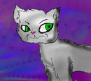 elderly-cat