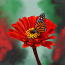 red-flower-and-monarch