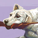 dog-in-june