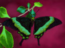 wonder-of-life wonder-of-life