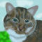 salem by Anjhe
