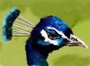 peacock