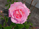 pink-rose-in-the-garde
