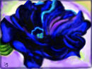 petunia-after-georgia- petunia-after-georgia-