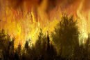 forrest-fire forrest-fire
