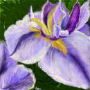 iris