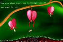 bleeding-heart