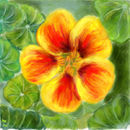 nasturtium