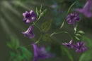 blooms