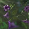blooms by Hue