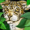 little-cat-in-the-fore by cinx