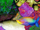 fish-under-water