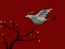 ice-dove