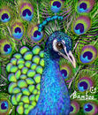 peacock peacock